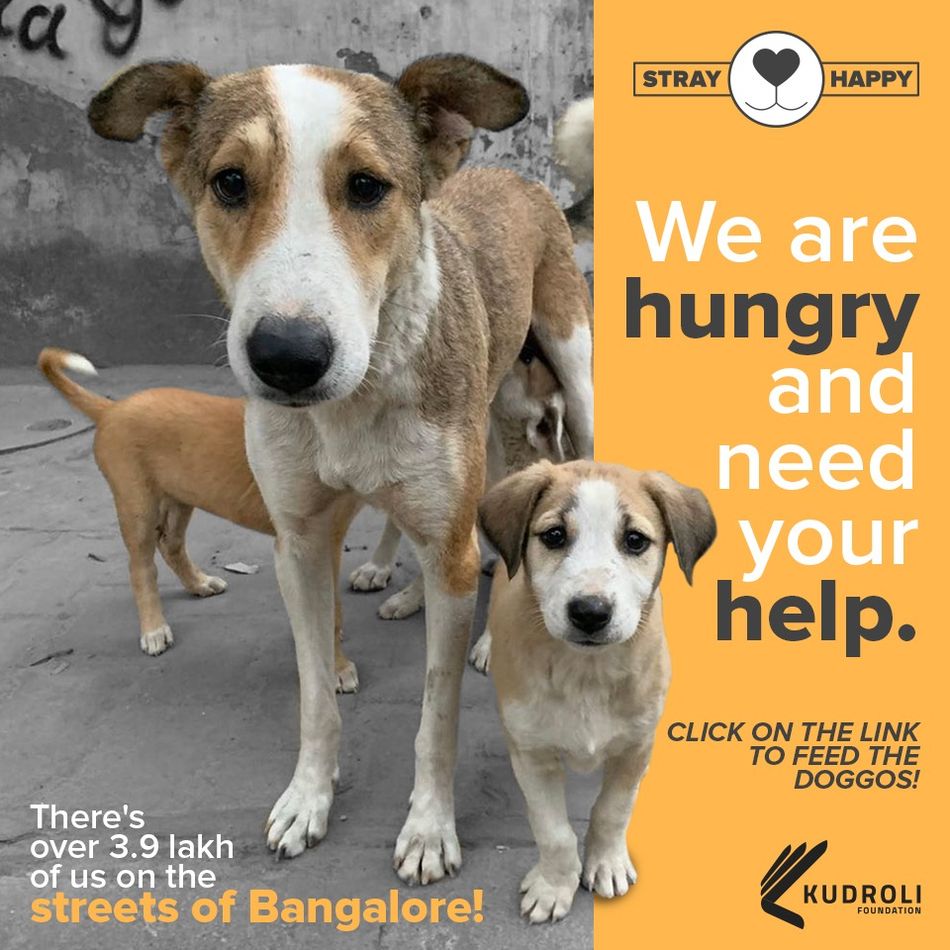 Stray Happy The Stray Animal Feeding Initiative stray-happy-the-stray-animal-feeding-initiative